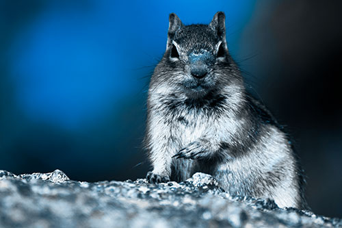 Eye Contact With Wild Ground Squirrel (Blue Tone Photo)