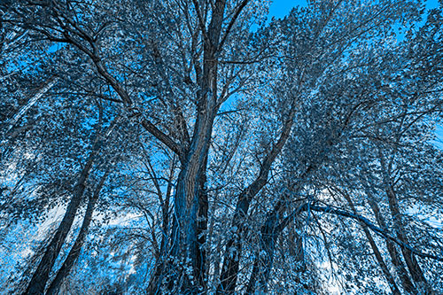 Fall Changing Autumn Tree Canopy Color (Blue Tone)