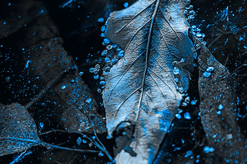 Fallen Autumn Leaf Face Rests Atop Ice (Blue Tone Photo)