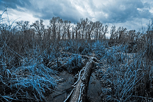 Fallen Snow Covered Tree Log Among Reed Grass (Blue Tone Photo)