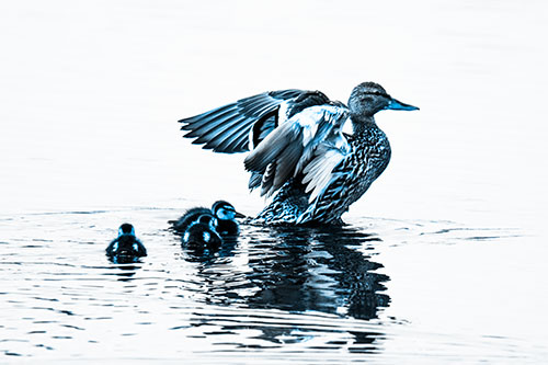 Family Of Ducks Enjoying Lake Swim (Blue Tone Photo)