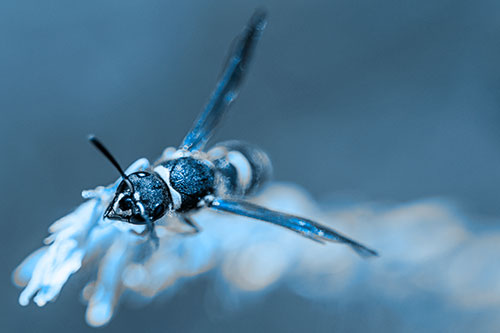 Feisty Wasp Gazes Upwards Among Plant Top (Blue Tone)