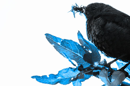 Female Brewers Blackbird Collects Mouthful Of Bugs (Blue Tone)
