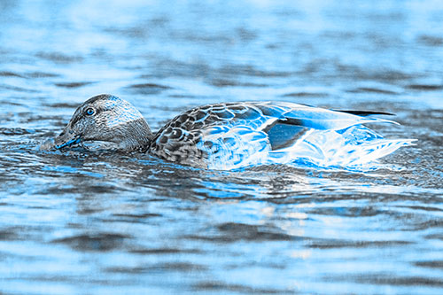 Female Mallard Duck Feasting Among River Water (Blue Tone)