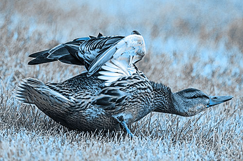 Female Mallard Duck Stretching Among Cut Grass (Blue Tone)