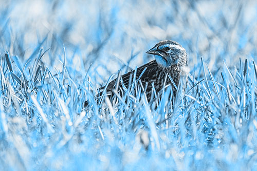 Female Red Winged Blackbird Taking Gander Among Grass (Blue Tone)