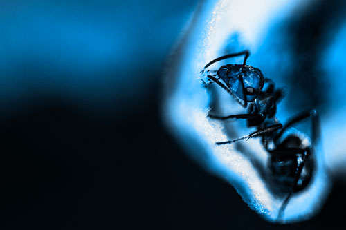 Fire Ant Milking Aphid Among Milkweed Leaf (Blue Tone)