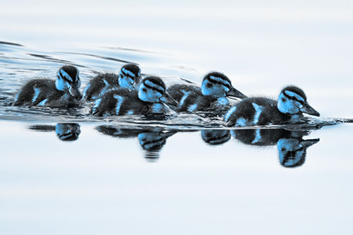 Five Baby Mallard Ducklings Swimming Across Lake Water (Blue Tone)