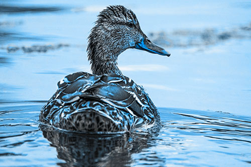 Floating Female Mallard Duck Glancing Sideways (Blue Tone Photo)