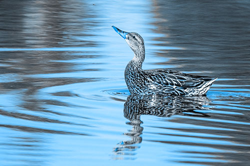 Floating Mallard Duck Watches Dragonfly Buzzing Above (Blue Tone)