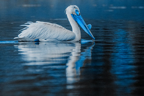 Floating Pelican Reflection Among Lake Water (Blue Tone)