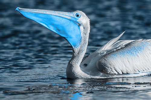 Floating Pelican Swallows Fishy Dinner (Blue Tone Photo)