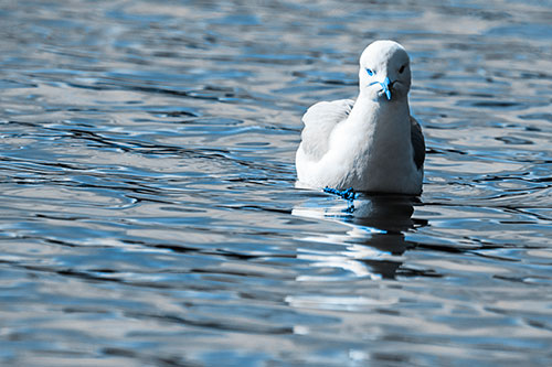 Floating Seagull Making Direct Eye Contact (Blue Tone)