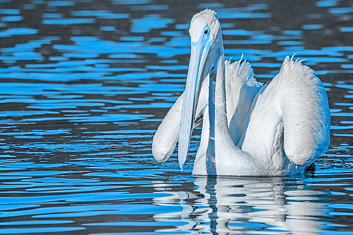 Floating Wing Spread Pelican Hunting For Fishy Breakfast (Blue Tone)