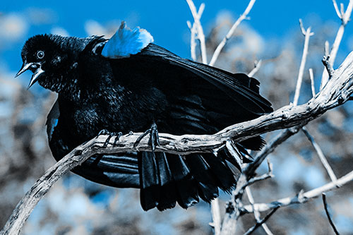 Fluffy Red Winged Blackbird Cawing Among Curving Branch (Blue Tone)