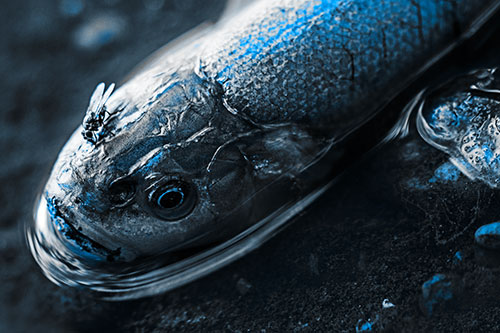 Fly Feasts Among Freshwater Whitefish Eyeball (Blue Tone Photo)