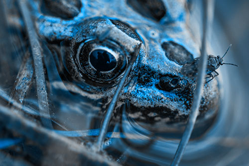 Fly Standing Atop Leopard Frogs Nose (Blue Tone Photo)