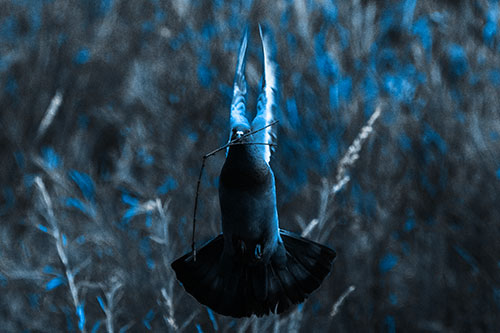 Flying Pigeon Carries Stick In Mouth (Blue Tone Photo)