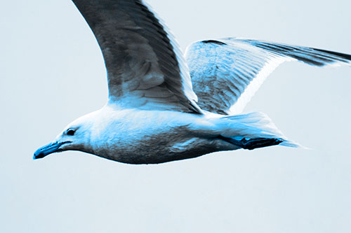 Flying Seagull Close Up During Flight (Blue Tone Photo)