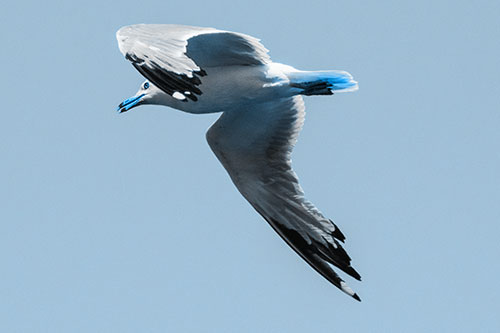 Flying Seagull Searching For Fishy Breakfast (Blue Tone)