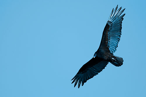 Flying Turkey Vulture Hunts For Food (Blue Tone Photo)