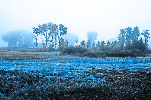 Fog Lingers Beyond Tree Clusters (Blue Tone)