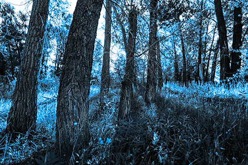 Forest Tree Trunks Blocking Sunlight (Blue Tone Photo)
