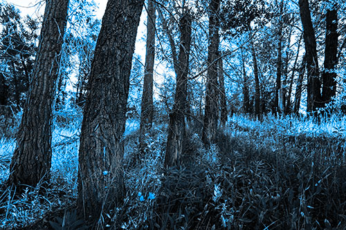 Forest Tree Trunks Blocking Sunlight (Blue Tone)