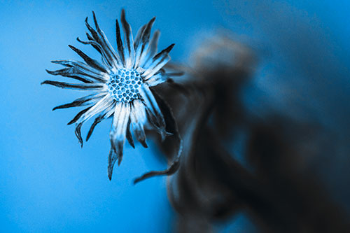 Freezing Aster Flower Shaking Among Wind (Blue Tone Photo)