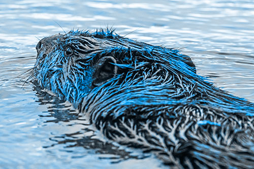 Frightened Beaver Swims Upstream River (Blue Tone Photo)