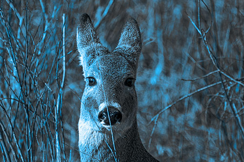 Frightened White Tailed Deer Staring (Blue Tone Photo)