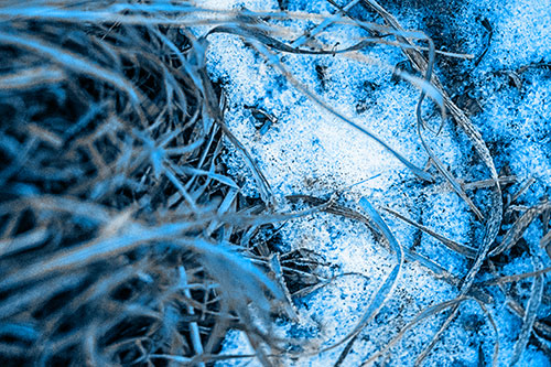 Frowning Grass Face Buried Among Snow (Blue Tone)