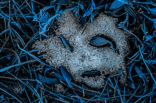 Frozen Leaf Eyed Snow Face Among Frosty Grass (Blue Tone)