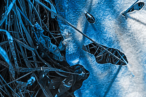 Frozen Protruding Grass Bladed Ice Face (Blue Tone Photo)