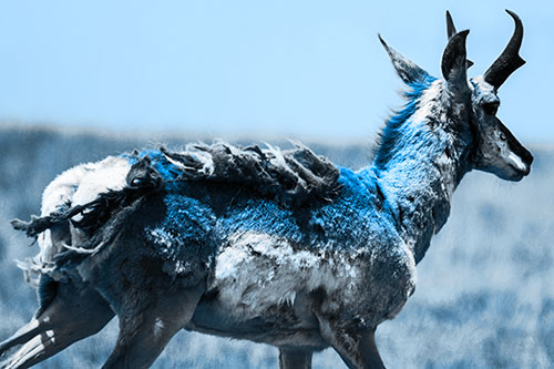 Fur Shedding Pronghorn Walking Along Grass (Blue Tone Photo)