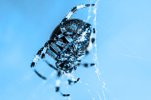 Furrow Orb Weaver Spider Descends Down Web (Blue Tone Photo)