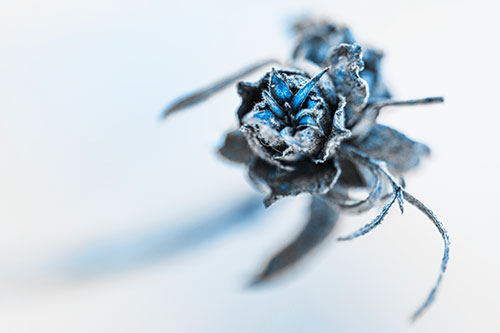 Fuzzy Blossoming Willow Cone Gall Midge (Blue Tone Photo)