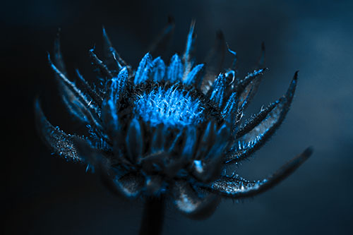 Fuzzy Unfurling Sunflower Bud Blooming (Blue Tone Photo)