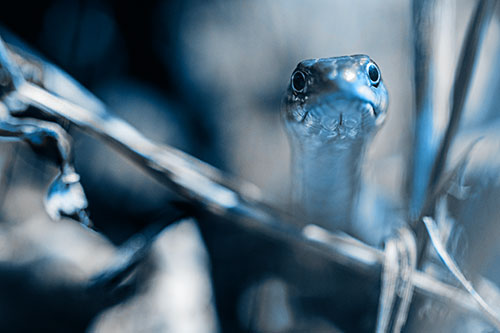 Garter Snake Peeking Head Above Sticks (Blue Tone)