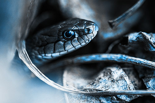 Garter Snake Peeking Out Dirt Tunnel (Blue Tone Photo)