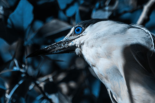 Gazing Black Crowned Night Heron Among Tree Branches (Blue Tone Photo)