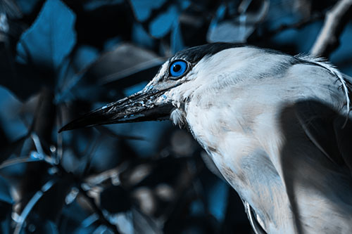 Gazing Black Crowned Night Heron Among Tree Branches (Blue Tone)