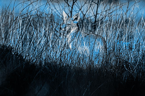 Gazing Coyote Watches Among Feather Reed Grass (Blue Tone Photo)