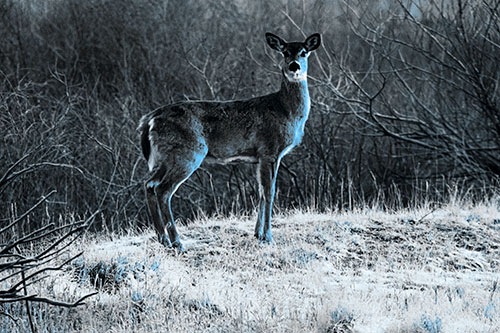 Gazing White Tailed Deer Standing Atop High Ground (Blue Tone Photo)