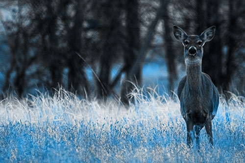 Gazing White Tailed Deer Watching Among Feather Reed Grass (Blue Tone Photo)