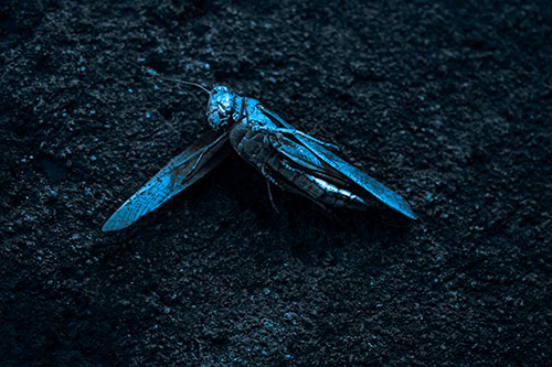 Giant Dead Grasshopper Laid To Rest (Blue Tone Photo)