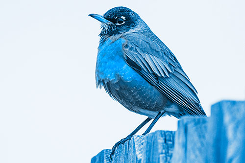 Glaring American Robin Standing Guard Atop Wooden Fence (Blue Tone Photo)