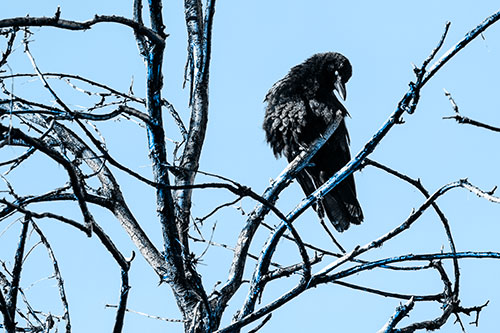 Glaze Eyed Crow Tilting Head Among Dead Tree Branches (Blue Tone)