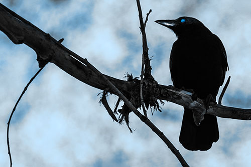 Glazed Eyed Crow Gazing Sideways Along Sloping Tree Branch (Blue Tone Photo)