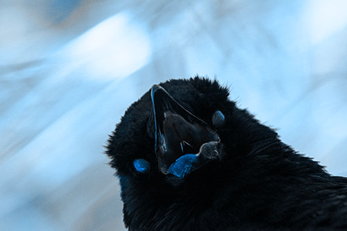 Glazed Eyed Tongue Screaming Crow (Blue Tone Photo)